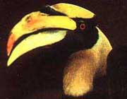 Great Indian hornbill