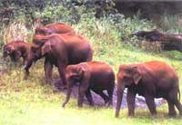 Elephants