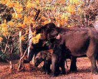 Elephants