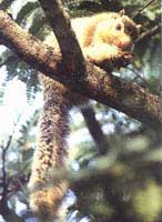 Malabar squirrel