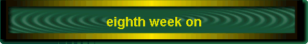 eighth week on