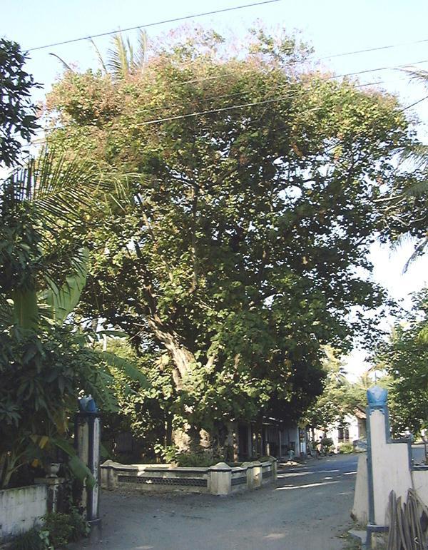 pohon timoho