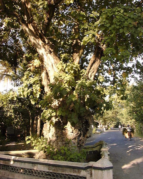 pohon timoho