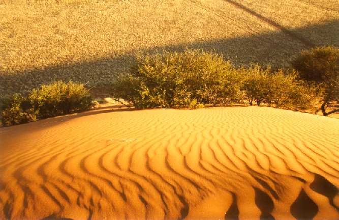 Soussvlei sanddune