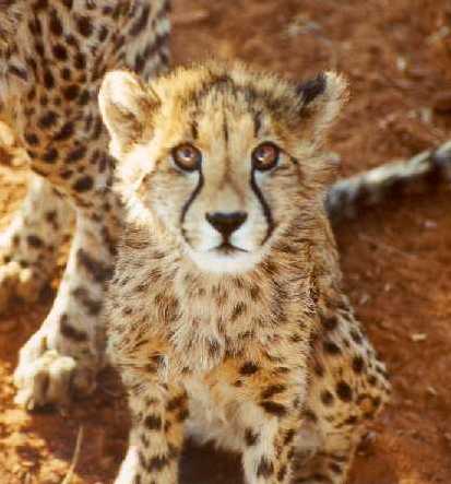 cheetah cub.jpg - 24454 Bytes