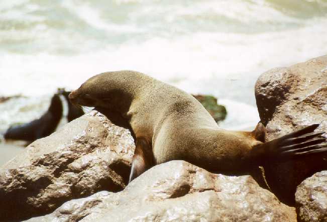 Lazy seal