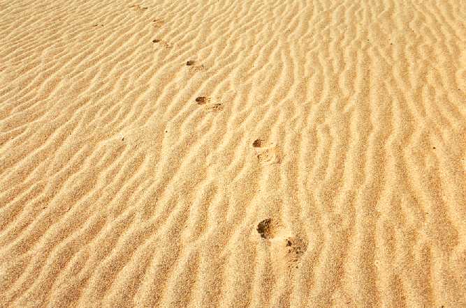 footprints_at_soussvlei.jpg - 53286 Bytes