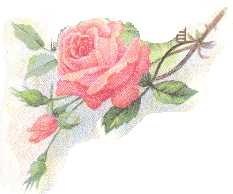[Princess is a Rose]