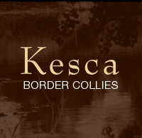 Kesca Border Collies