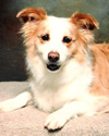 Piper