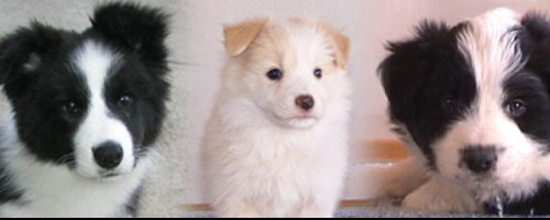 Jack, Phoenix, Cole