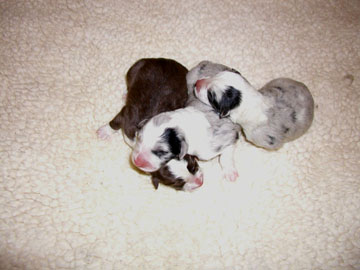 Regal X Katie Puppies, One Day Old