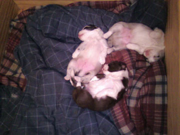 Regal X Katie Puppies, Two Weeks Old