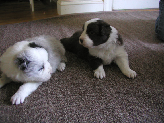 Girl & Boy Two, Three Weeks