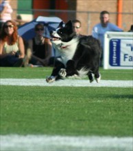 Rowan Frisbee Competition
