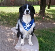 Barley Obedience Graduation