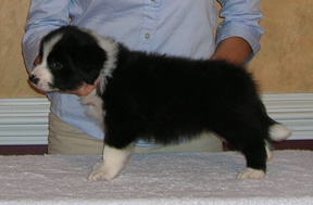 Boy #1, Kesca Highland Piper Ont Rocks, 5 weeks