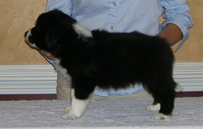 Boy #2, 5 weeks