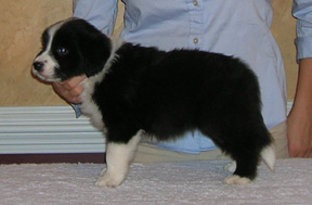Boy #3, 5 weeks