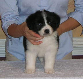 Girl #1, 5 weeks