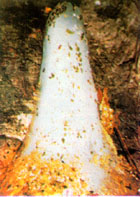Shivling