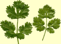 Ketumbar Leaves