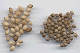 Ketumbar Seeds