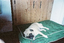 This was my very first bed, after the one I chewed up!