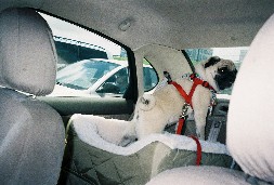 You don't want to know how my human managed to take this picture on the turnpike!