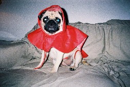 I'm such a diva in my red raincoat.