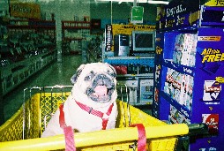 Forget the computers.&nbsp; I'm the main attraction at the store today!