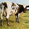 Ah, Pink Floyd - Atom Heart Mother. King of albums.