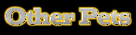 Visite the Irish Kennel Club.ie
