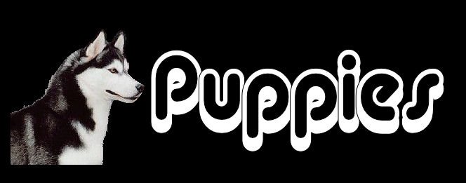 Our Puppies