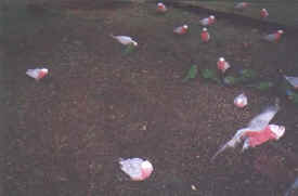 birds-044-galah-parrots.jpg (15960 bytes)