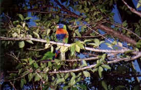 birds-047-lorikeets.jpg (38585 bytes)