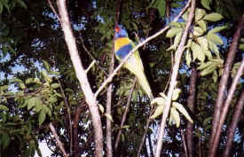 birds-048-lorikeets.jpg (42453 bytes)
