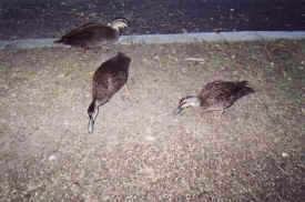 birds-068-wild-ducks.jpg (34336 bytes)