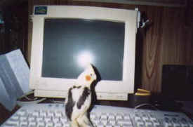 birds-bart-at-home-005.jpg (17013 bytes)