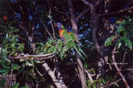 birds-lorikeets-017.jpg (32804 bytes)