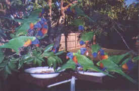 birds-lorikeets-020.jpg (21603 bytes)