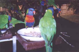 birds-lorikeets-023.jpg (20035 bytes)