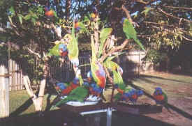 birds-lorikeets-036-closer.jpg (35139 bytes)