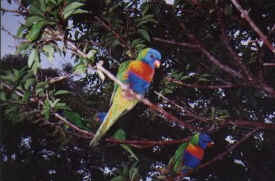 birds-lorikeets-038-even-closer.jpg (29717 bytes)
