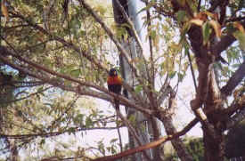 birds-lorikeets-tree1.jpg (43366 bytes)
