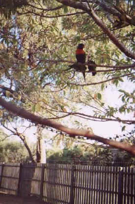 birds-lorikeets-tree.jpg (43944 bytes)