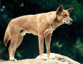 fraserisland-dingo_01.jpg (19280 bytes)