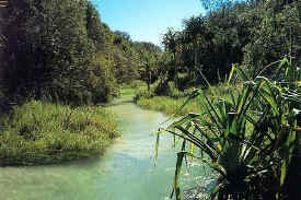 fraserisland-eli-creek-popular.jpg (45938 bytes)