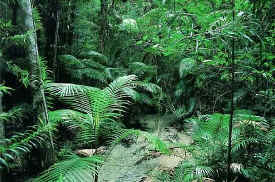 fraserisland-rainforest.jpg (54376 bytes)
