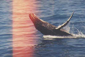 hombre_whale_005.jpg (51248 bytes)